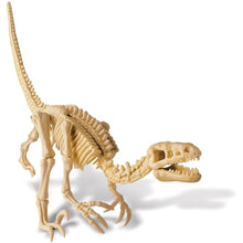 Cargar imagen en el visor de la galería, Esqueleto De Velociraptor - Dig A Dino Skeleton/Velociraptor

